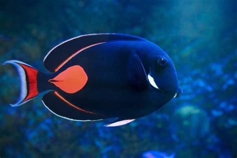 saltwater fish store|Achilles Tang for Sale .